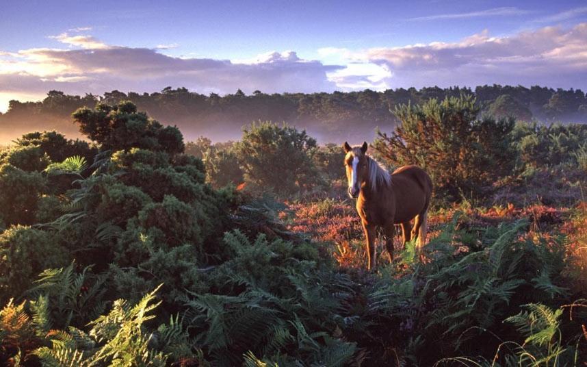 The Knightwood Oak A Luxury King Size En-Suite Space - Lymington New Forest With Totally Private Entrance - Key Box Entry - Free Parking & Private Outdoor Seating Area - Town ,Shops , Pubs & Solent Way Walking Distance & Complimentary Breakfast Items Zewnętrze zdjęcie