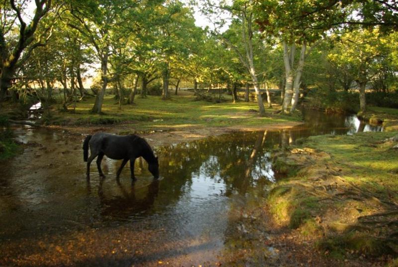 The Knightwood Oak A Luxury King Size En-Suite Space - Lymington New Forest With Totally Private Entrance - Key Box Entry - Free Parking & Private Outdoor Seating Area - Town ,Shops , Pubs & Solent Way Walking Distance & Complimentary Breakfast Items Zewnętrze zdjęcie